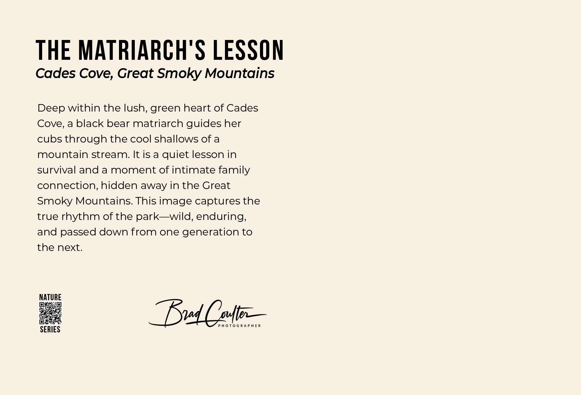 Bear and Cubs postcard back