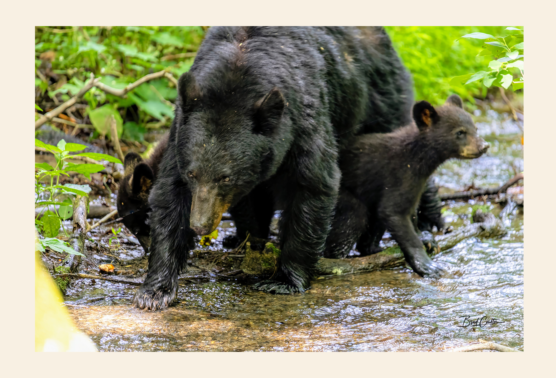 Bear and Cubs postcard front - nature photography by Brad Coulter