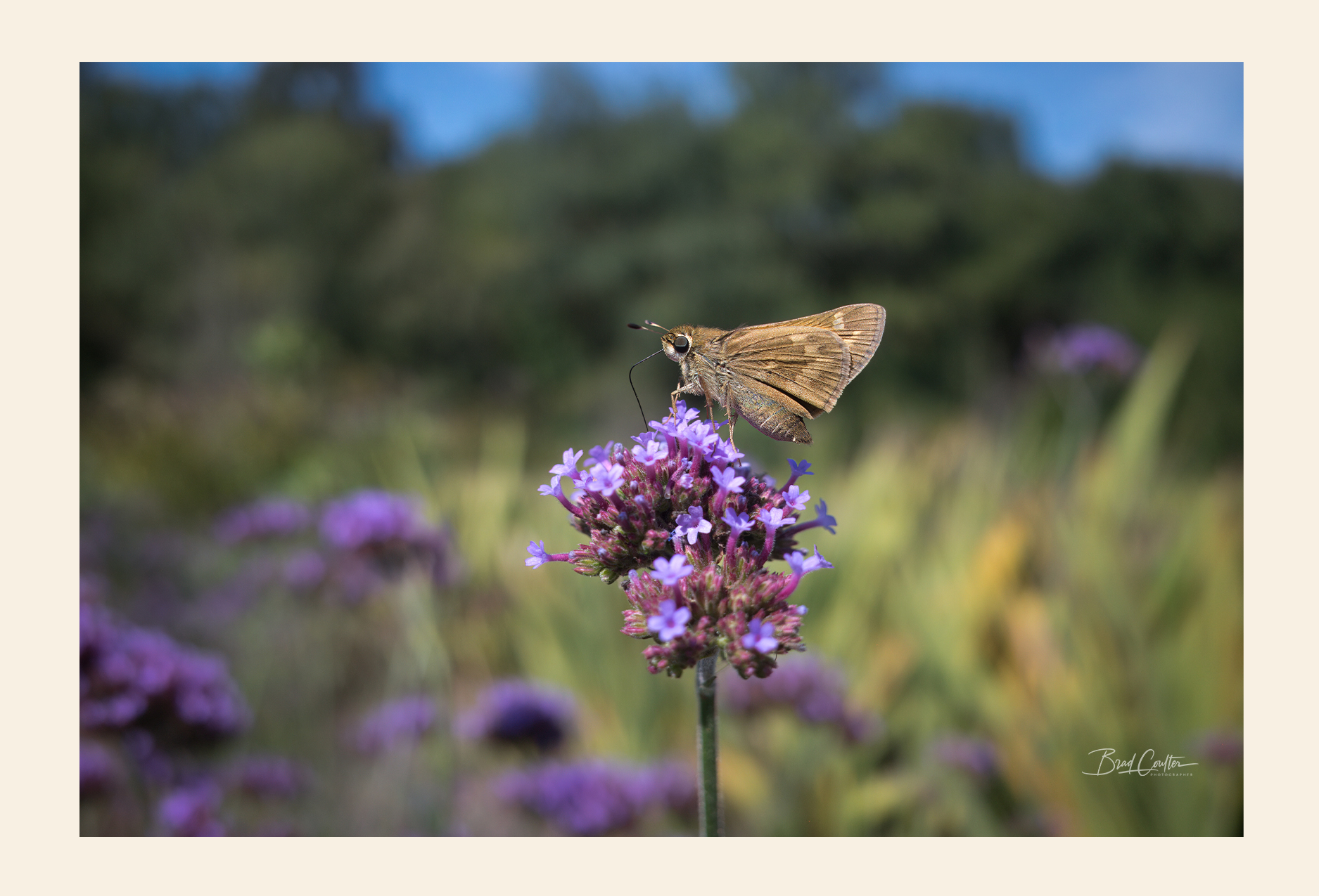 Butterfly postcard front - nature photography by Brad Coulter