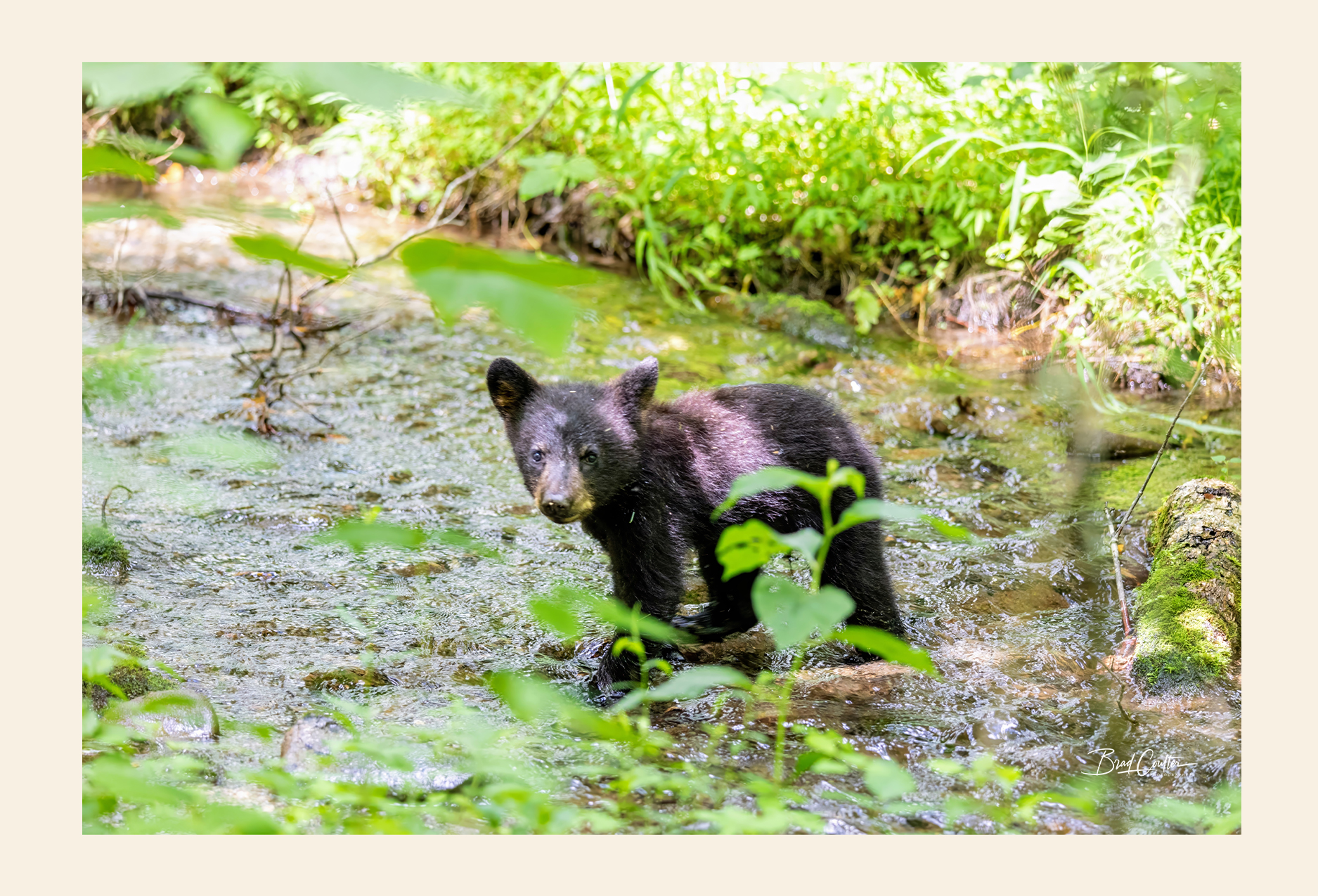 Cub postcard front - nature photography by Brad Coulter