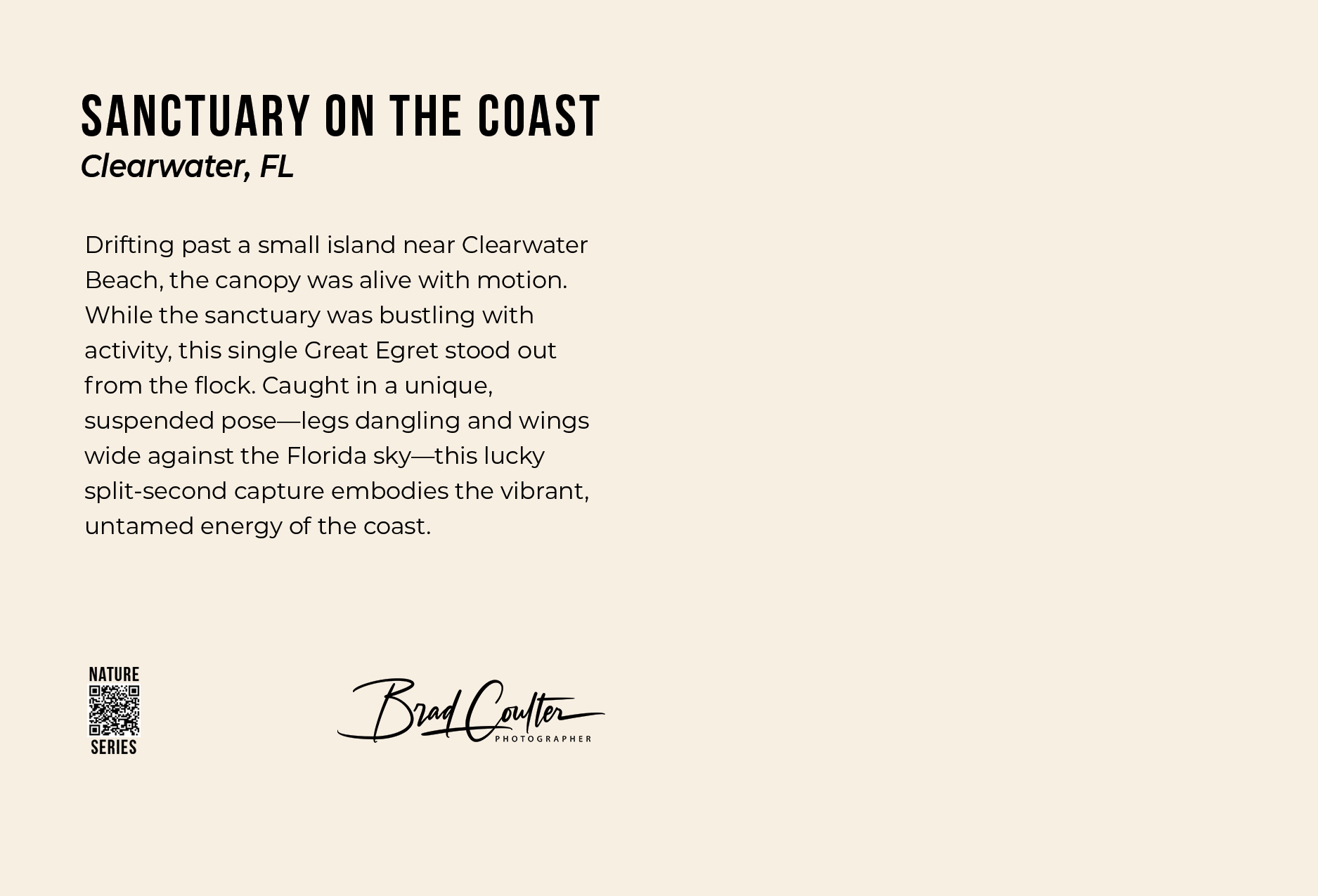 Egrets postcard back