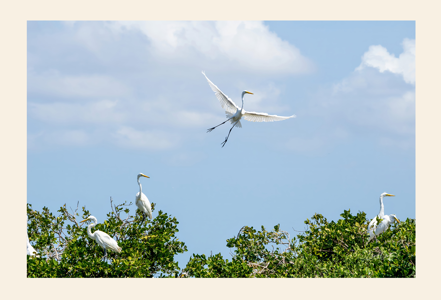 Egrets postcard front - nature photography by Brad Coulter