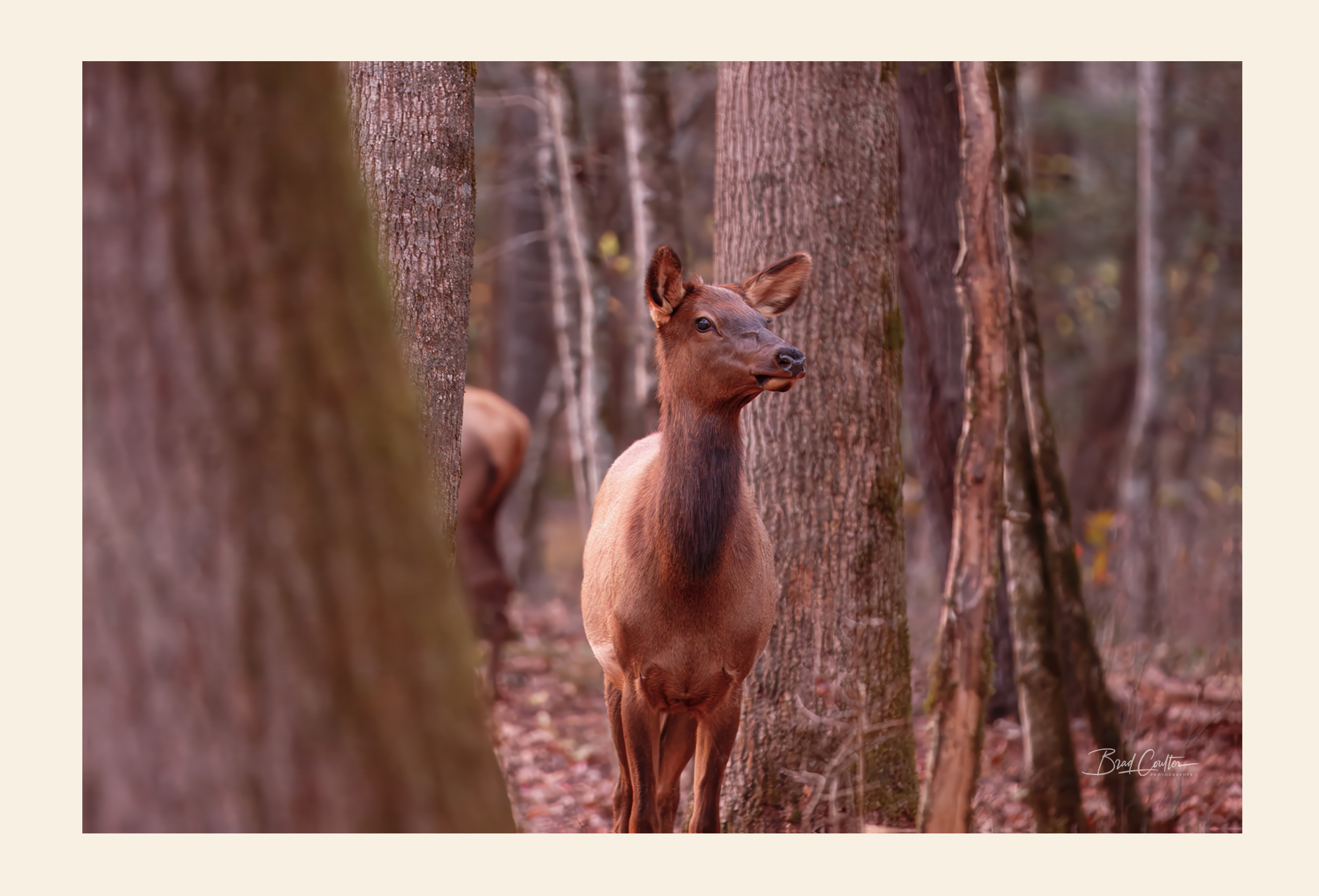 Elk postcard front - nature photography by Brad Coulter