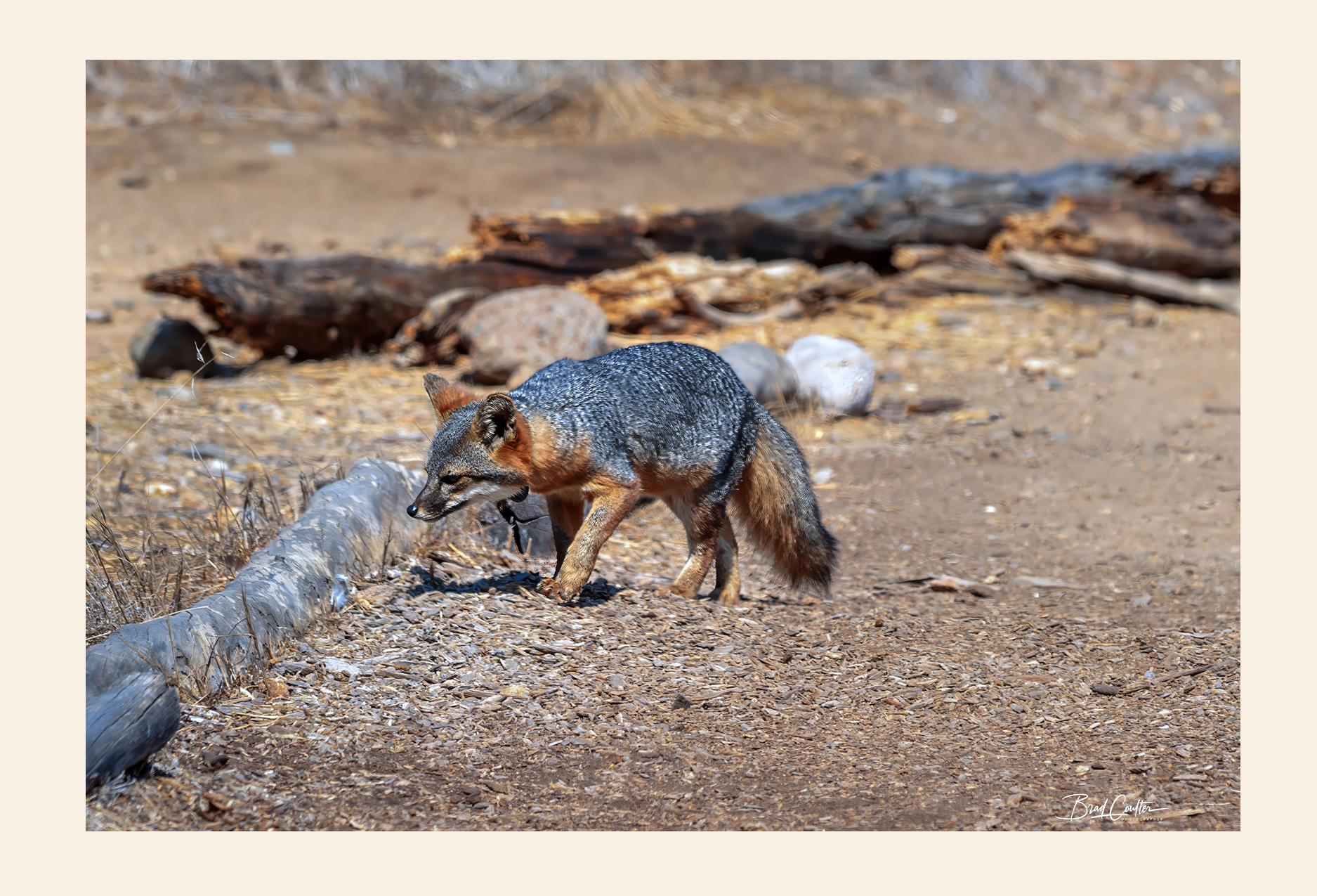 Fox postcard front - nature photography by Brad Coulter
