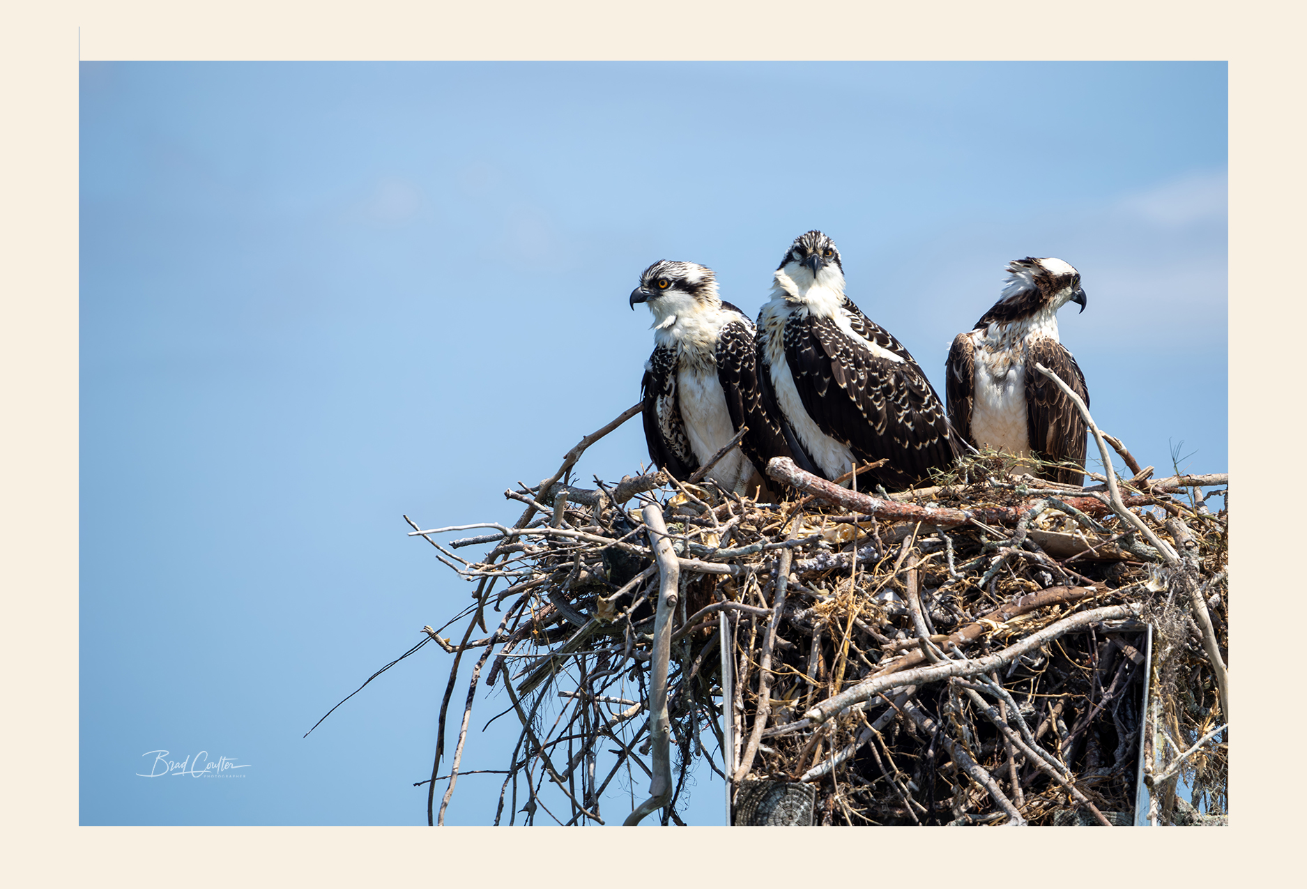 Seahawks postcard front - nature photography by Brad Coulter